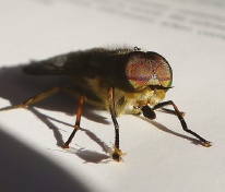 Horse fly Horse fly
